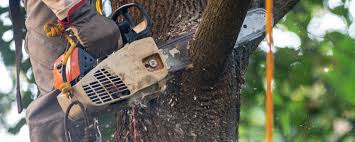 Best Tree Health Inspection  in Folsom, CA
