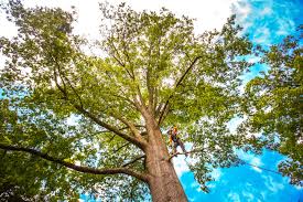 Best Utility Line Clearance  in Folsom, CA
