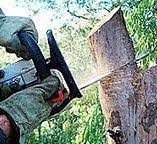 Best Tree Maintenance Programs  in Folsom, CA