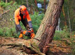 Best Commercial Tree Services  in Folsom, CA