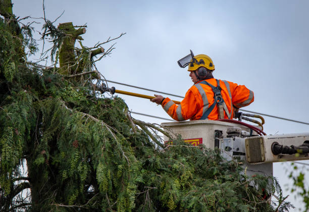 Best Firewood Processing and Delivery  in Folsom, CA