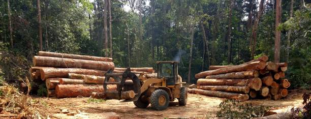 Best Tree Maintenance Programs  in Folsom, CA