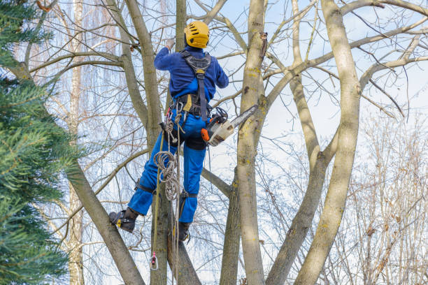 Best Tree Removal  in Folsom, CA