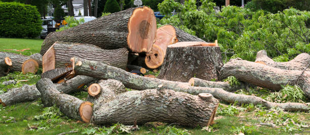 Trusted Folsom, CA Tree Care Experts