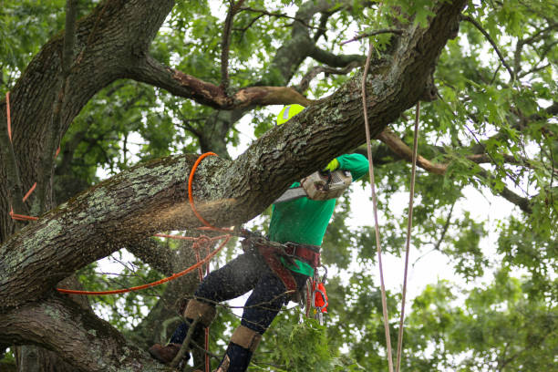 Best Tree Mulching  in Folsom, CA