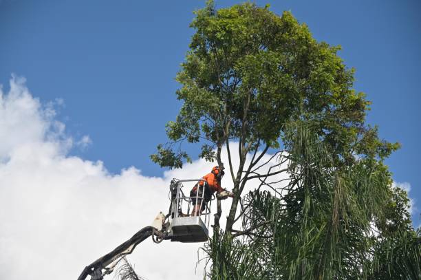 Best Hedge Trimming  in Folsom, CA