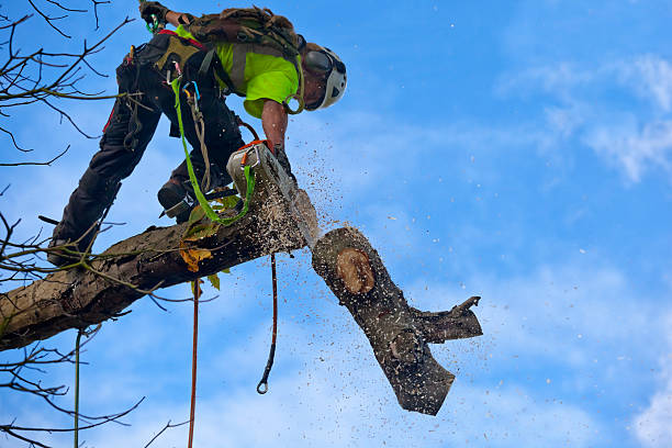 Best Root Management and Removal  in Folsom, CA