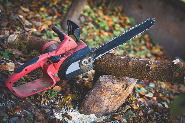 How Our Tree Care Process Works  in  Folsom, CA