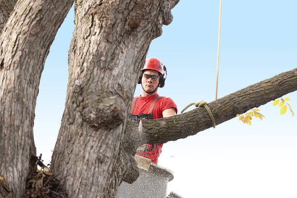 Best Tree Risk Assessment  in Folsom, CA